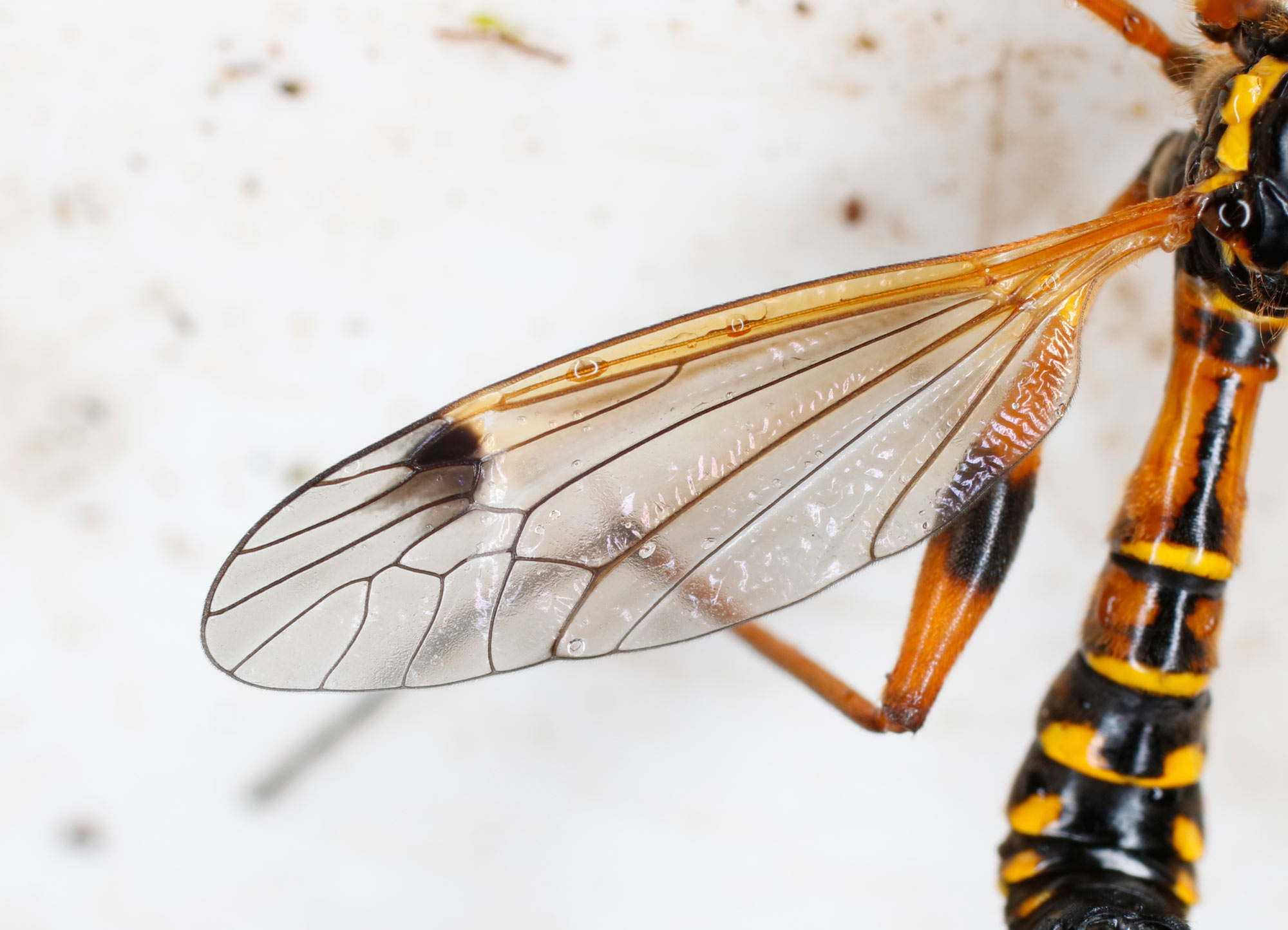 Tipulidae: Ctenophora elegans, maschio